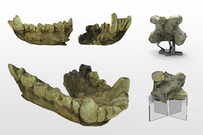 3D Fossil Scanning